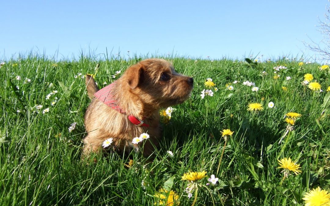 Fra valp til terapihund: Valg av valp