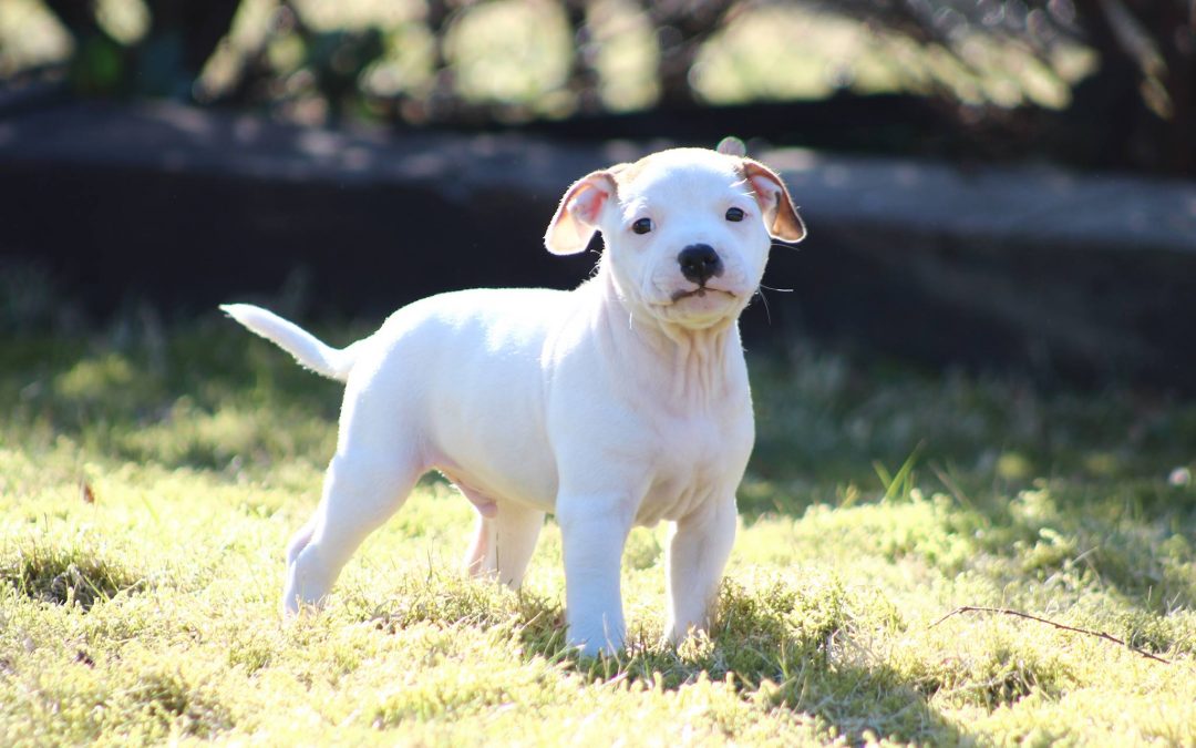 Fra valp til terapihund: Valg av oppdretter