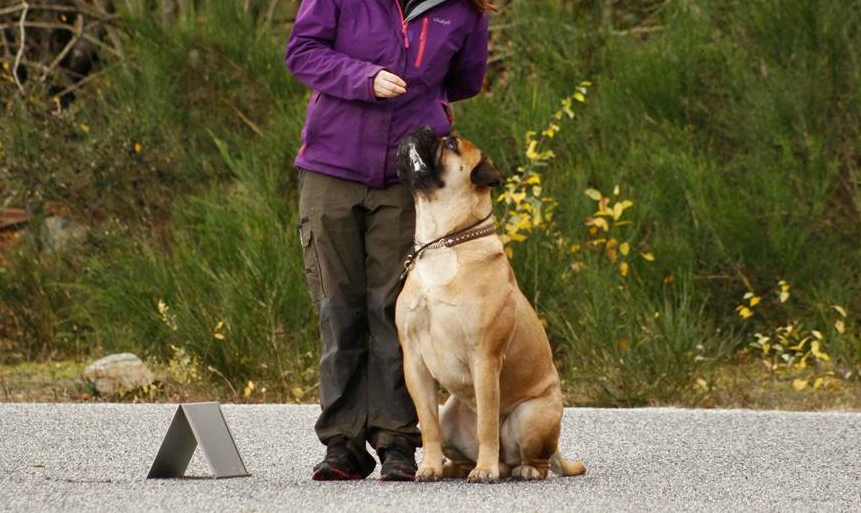 Fra valp til terapihund: Hvilken brukergruppe skal hunden arbeide med?