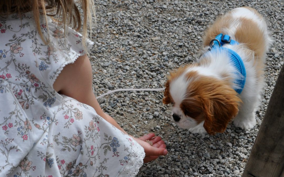 Fra valp til terapihund: Sosialisere valpen din med mennesker