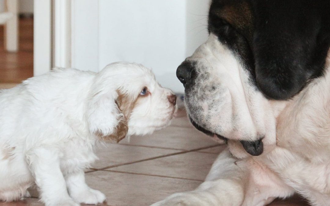 Fra valp til terapihund: Sosialisere valpen med hunder