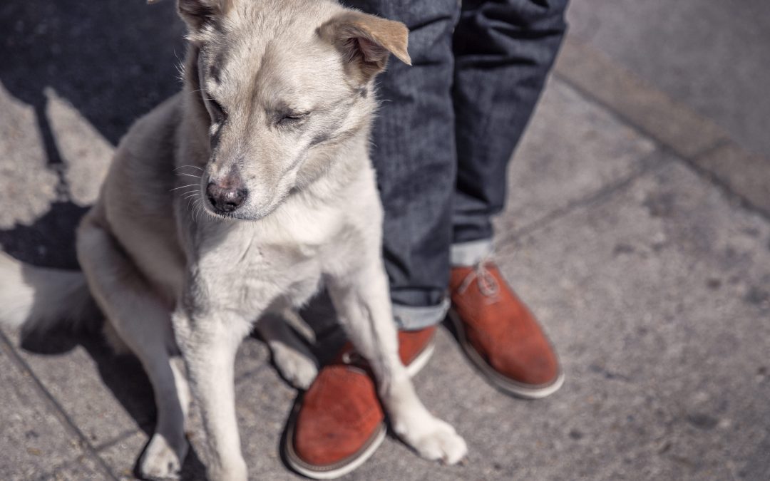 Personlig terapihund for psykiske lidelser?